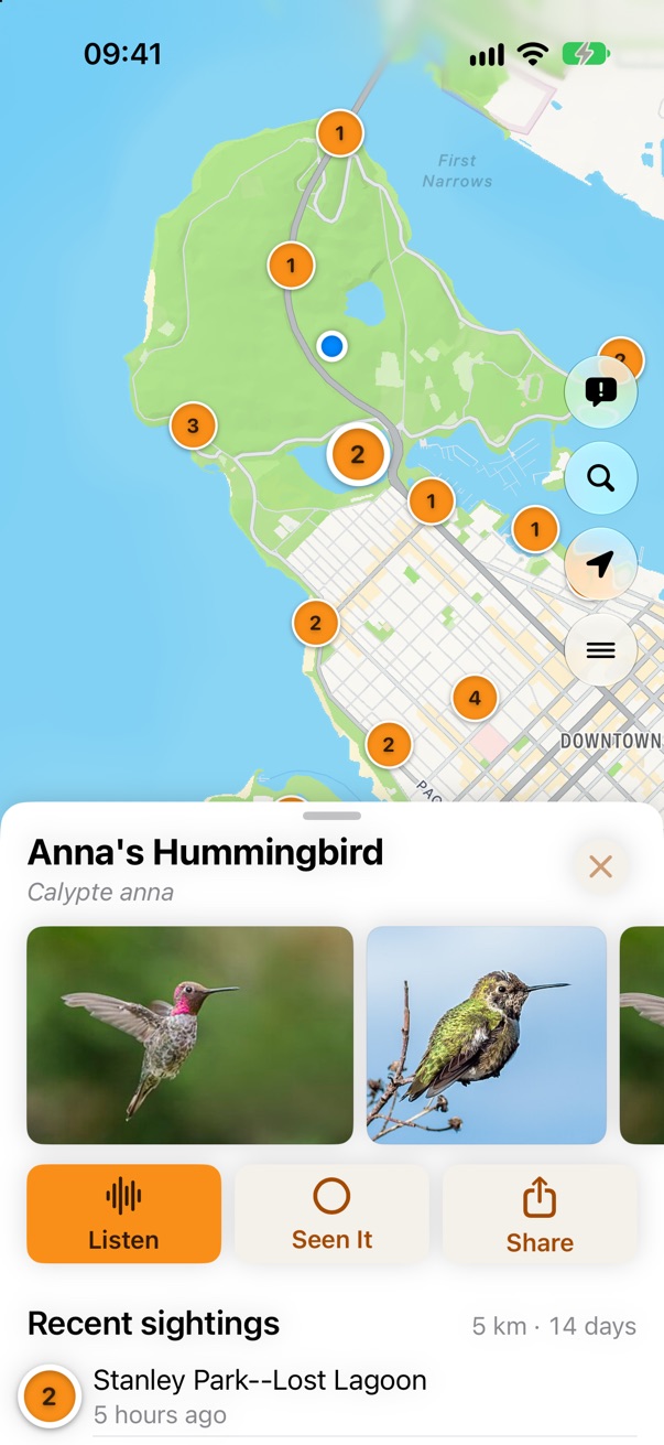 Anna's Hummingbird, with photos and where it was seen